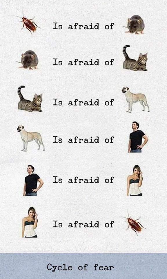Cycle of fear