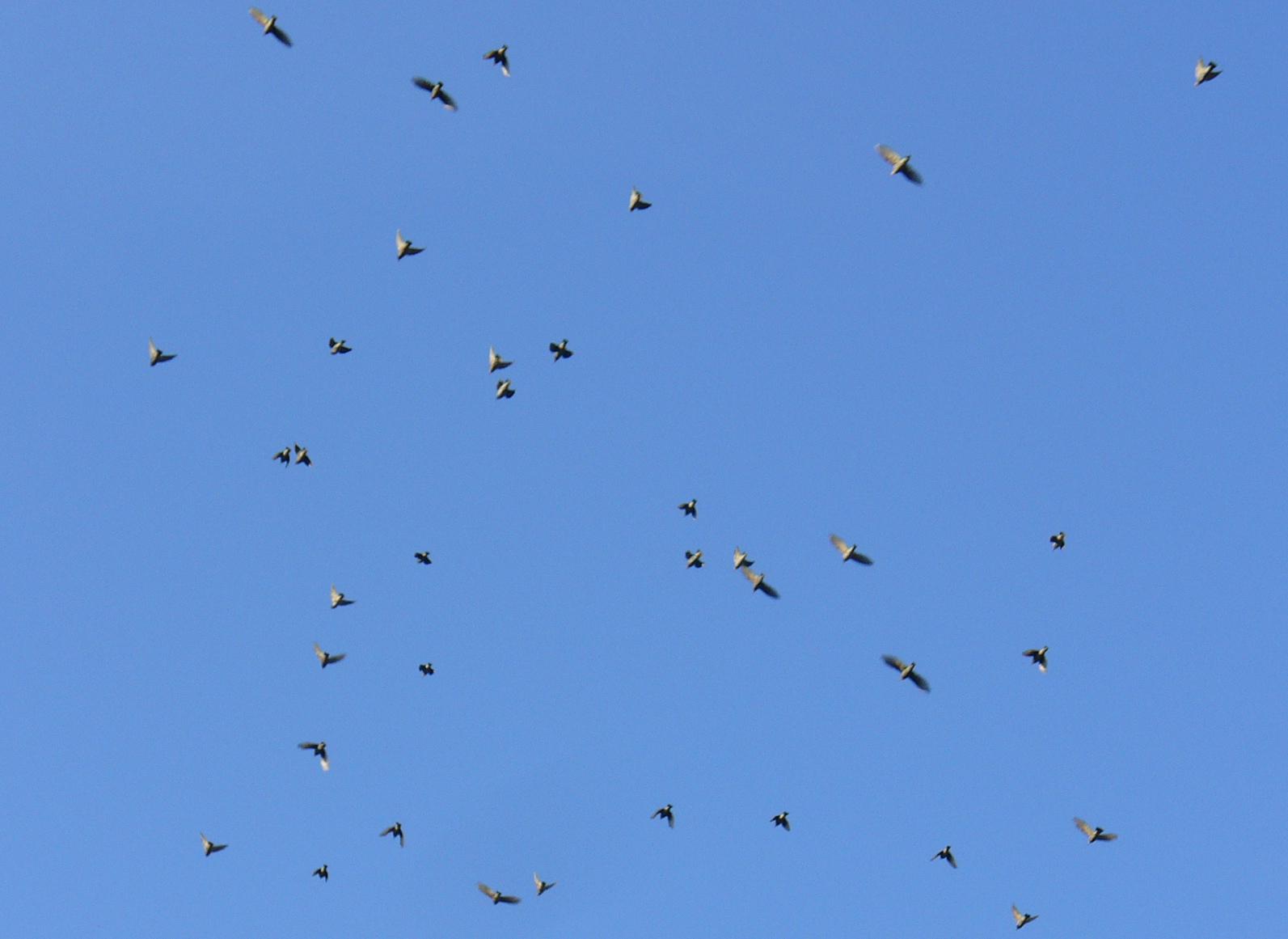 Vogelschwarm über der St.Peters-Insel, Bieler See/CH © 2009 by DMGG